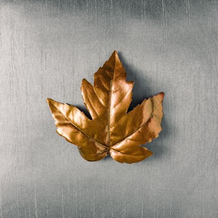 Autumn golden leaf with gray background