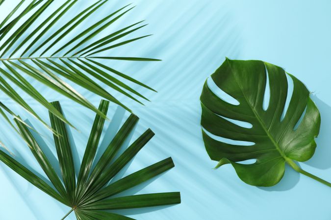 Different palm leaves on blue background, copy space