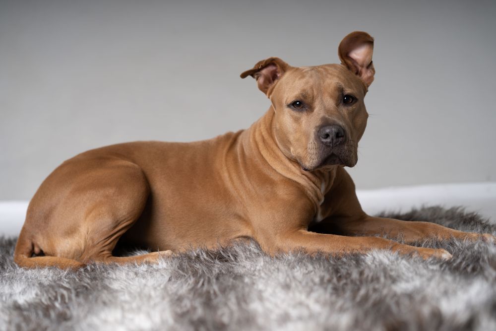 Portrait of pitbull on grey rug