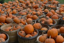 Baskets full of pumpkins in daylight