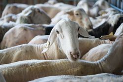 Flock of sheared sheep in stall
