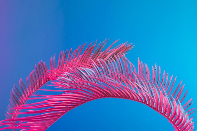Palm leaves lit in bright pink on a blue background