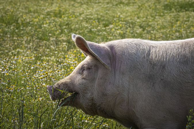 Copake, New York - May 19, 2022: Side view of big pig eating grass in field