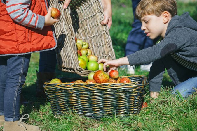 Children combining baskets of freshly harvested apples