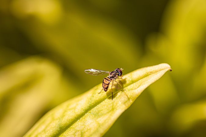 Yellow jacket perched on sunny leaf