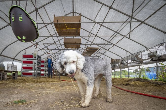 Copake, New York - May 19, 2022: Cute dog in empty greenhouse