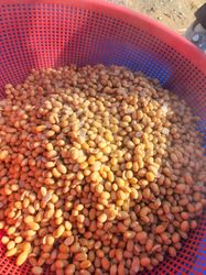 Boiling Yellow Soybeans in a Traditional Pot