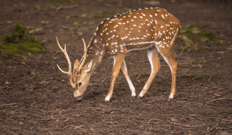 Young axis deer male searching food on ground