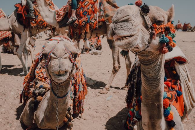 Funny camels in desert