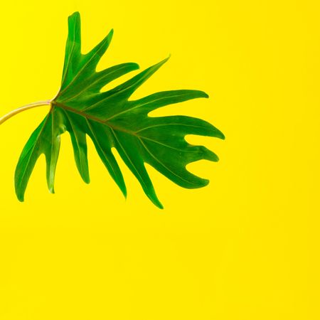 Green tropical leaf on yellow background