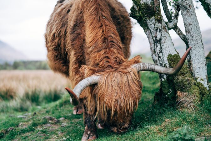 Big hairy yak pasturing on green meadow