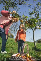 Older woman and little girl picking apples from branch 48B27k