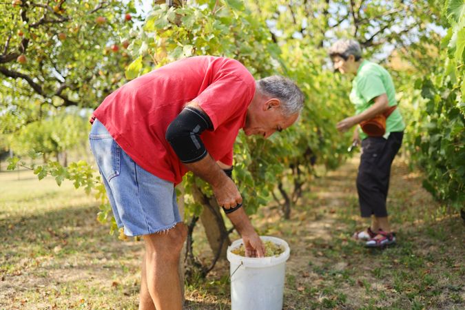 A Husband and His Wife Sorting Grapes for Organic Wine Production on a Farm.