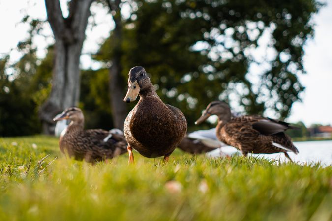 Three ducks on grassy field