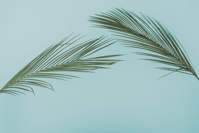 Tropical green leaves on baby blue background