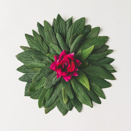 Green leaves in circle with rose on light  background