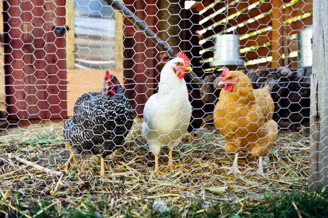Group of chickens behind fence in coop