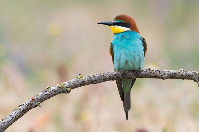 Bird standing on tree branch