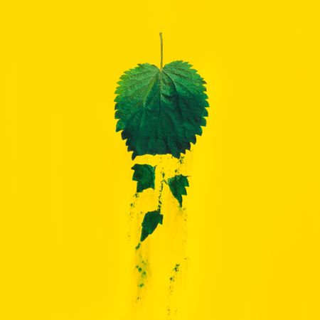 Nettle leaf falling apart with green dust on yellow background