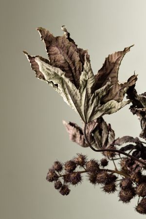 Dried branch, educational still life for drawing