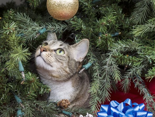 Young cat inside of Christmas Tree