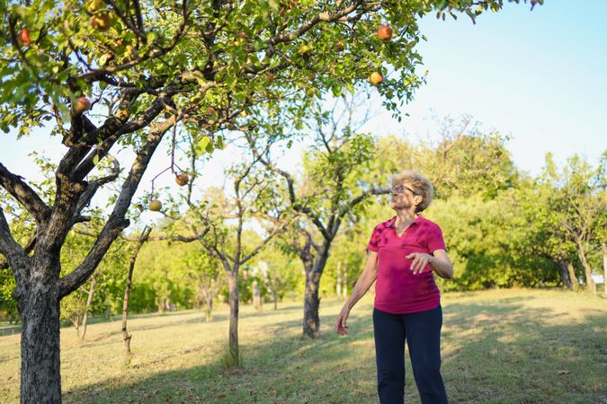 Older woman standing under an apple tree, reaching for fruit in an orchard, a healthy lifestyle concept, wide-angle shot with copy space.