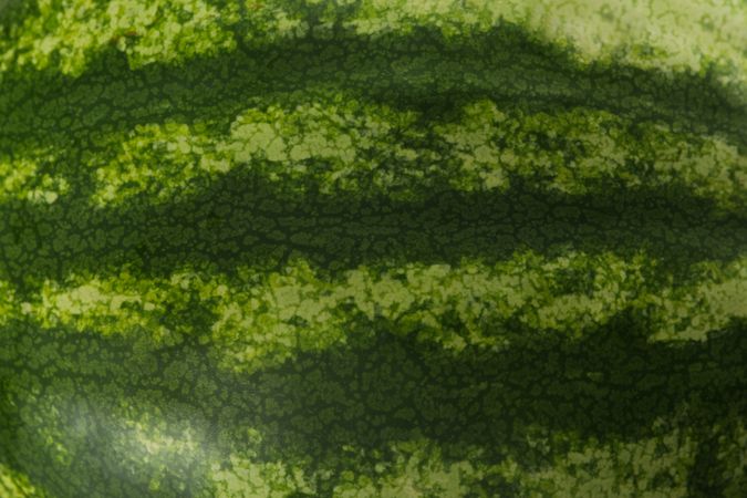 Ripe green watermelon on whole background, close up