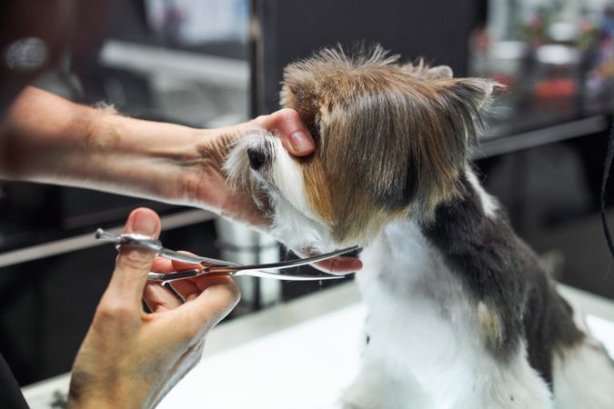 Faceless groomer doing haircut for dog