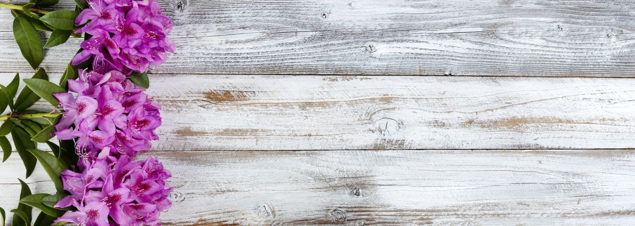 Pacific purple rhododendron flowers on rustic wooden background with copy space