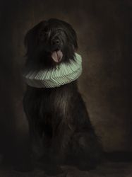 Giant schnauzer with tongue out in ruff