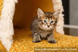 Small grey tabby cat in cat house with orange carpeting 4N6Q84