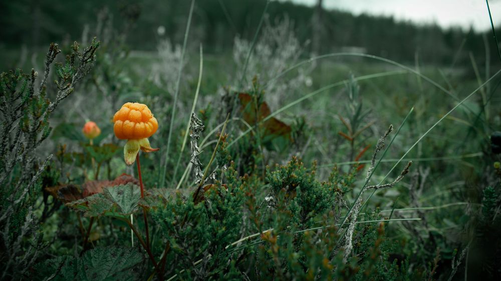 Cloudberry