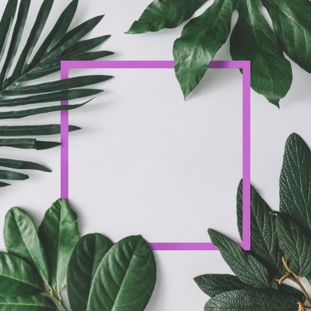 Green leaves on light background with purple frame