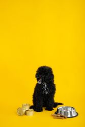 Dog waiting to be fed next to food bowl