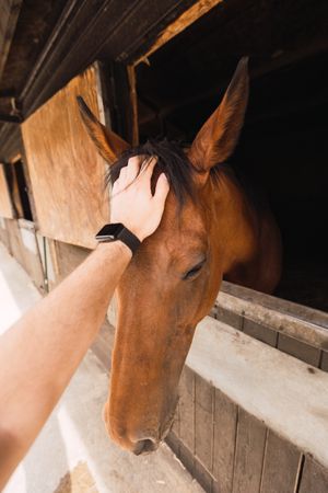 Person petting chestnut horse in wooden stable