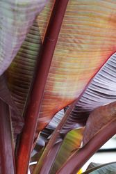 Red tropical leaves