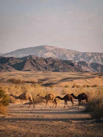 Camels walking near mountain ridge