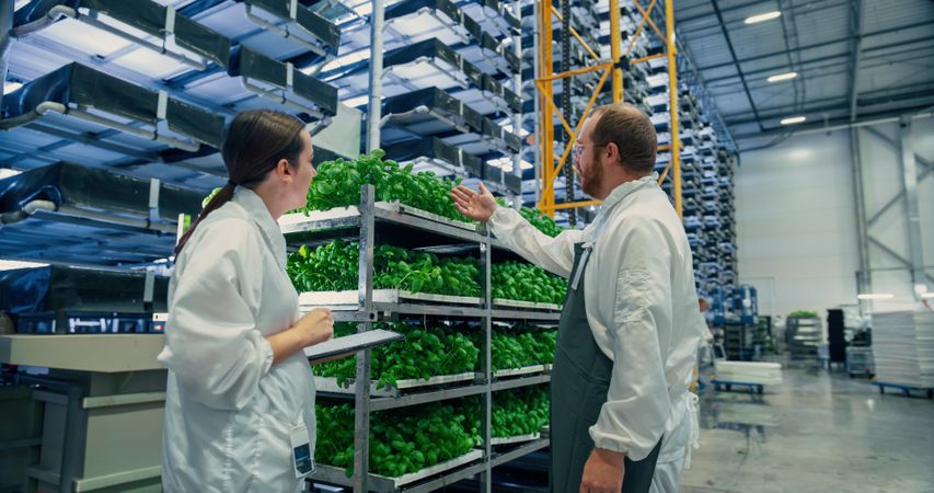 Farmer and Agriculture Engineer Having a Conversation at a Vertical Farm, Discussing Basil Leaves Quality Before Packaging and Shipping to Supermarket. Gardener Providing Technical Advice to Colleague