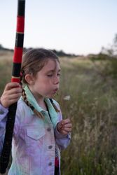 Young girl blowing the seeds from a dandelion puff making a wish