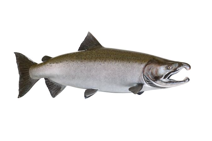 Large salmon on plain background