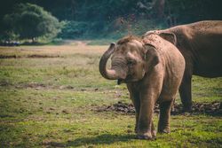 Brown elephant and offspring