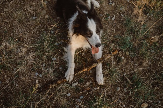 Faceless person having fun with senior Border Collie on road