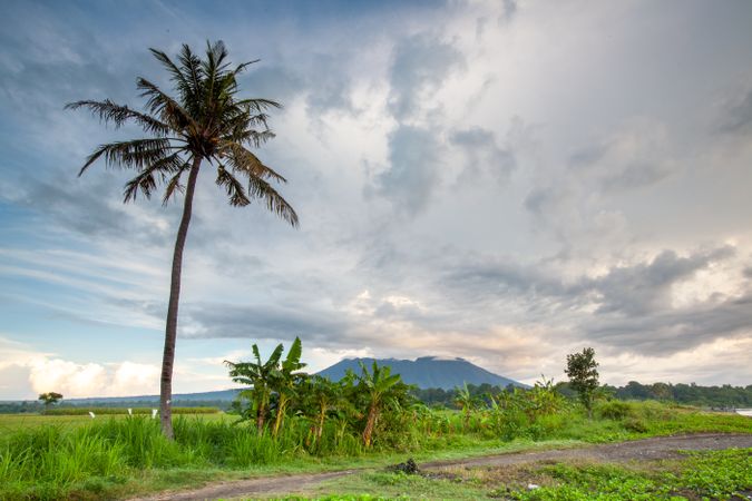Palm Tree With Mountain Background