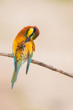 Bird standing on tree branch