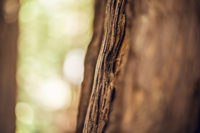 Texture of tree bark