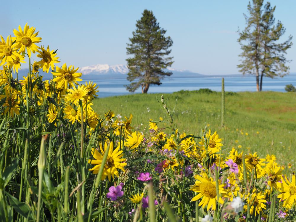 Wildflower Wonderland: Vibrant Flora Amidst Yellowstone's Majestic Landscape