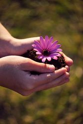 Crop horticulturist with blossoming African daisy seedling in ga