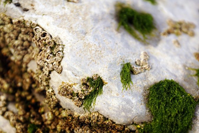 Closeup of green fluffy moss on stone