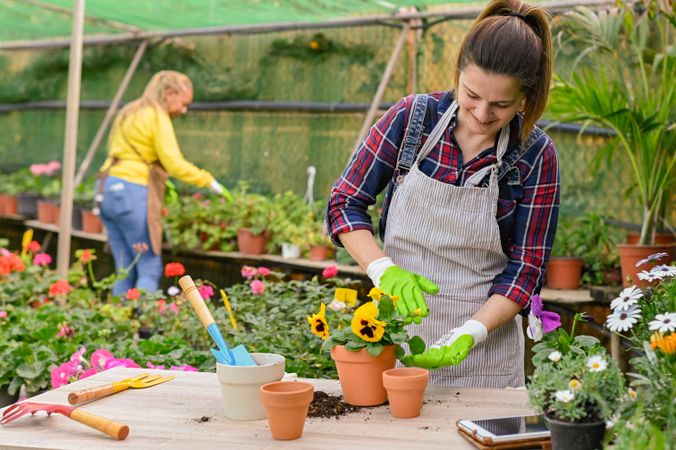 Positive woman transplanting pansies in pot in hothouse
