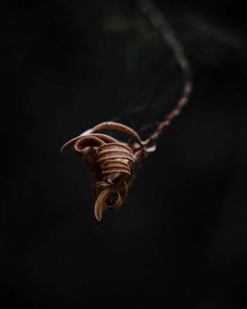 Twists in a dry leaf, close up